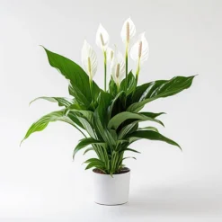 Peace Lily Spathiphyllum 'Sweet Silver'