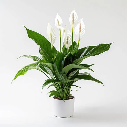 Peace Lily Spathiphyllum 'Sweet Silver' 1 Peace Lily Spathiphyllum 'Sweet Silver'