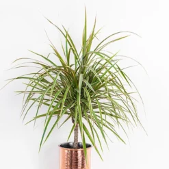 Houseplant Mix 3 Plants -Verdant Vibes Zone 800196 2