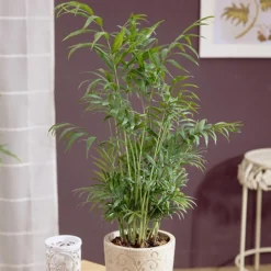 Houseplant Mix 3 Plants -Verdant Vibes Zone 800196 3