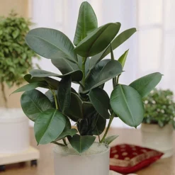 Houseplant Mix 3 Plants -Verdant Vibes Zone 800196 4