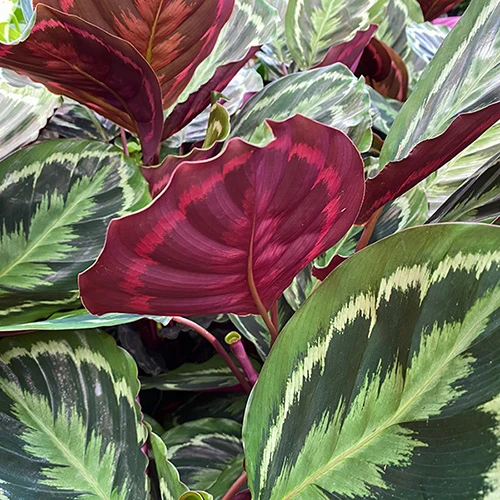 Prayer Plant Calathea 'Medallion' 1 Prayer Plant Calathea 'Medallion'
