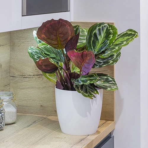 Prayer Plant Calathea 'Medallion' 2 Prayer Plant Calathea 'Medallion' - Image 2