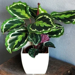 Prayer Plant Calathea 'Medallion' 5 Prayer Plant Calathea 'Medallion' -Verdant Vibes Zone 800212 2