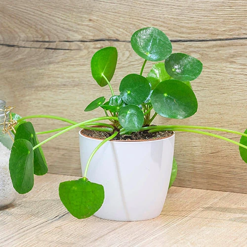 Chinese Money Plant 3 Chinese Money Plant - Image 3