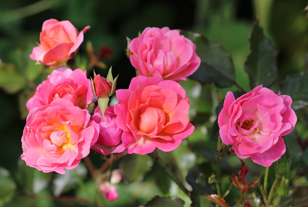 Verdant Vibes Zone 18 Verdant Vibes Zone -Verdant Vibes Zone 15232485471 26ea6c853b b